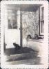 Dog with cats at back door Feb 1 1943.jpg